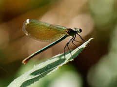 Calopteryx splendens