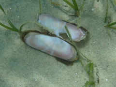 Solecurtus strigilatus