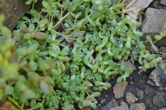 Sedum debile