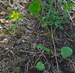 Ranunculus inamoenus