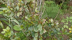 Laurus azorica