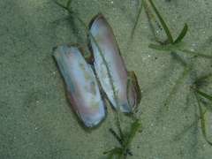 Solecurtus strigilatus