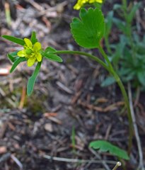 Ranunculus inamoenus