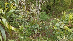 Laurus azorica