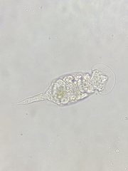 Squatinella