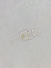 Squatinella