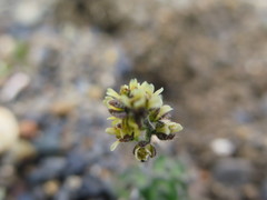 Draba micropetala
