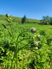 Cephalaria litvinovii