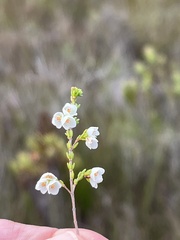 Erica subdivaricata