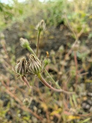 Picris pauciflora
