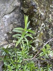 Veronica stenophylla stenophylla