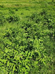 Cephalaria litvinovii
