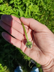 Cephalaria litvinovii