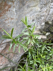 Veronica stenophylla stenophylla