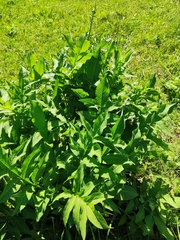 Cephalaria litvinovii