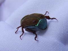 Hoplia