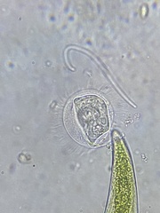Ciliophora