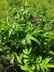 Cephalaria litvinovii