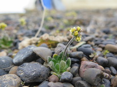 Draba micropetala