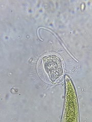 Ciliophora