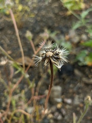 Picris pauciflora