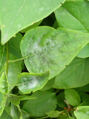 Erysiphe syringae-japonicae