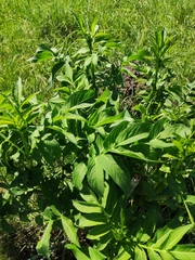 Cephalaria litvinovii