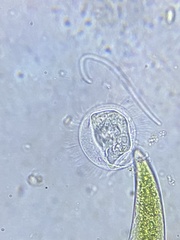 Ciliophora