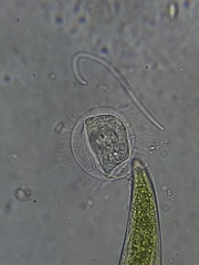 Ciliophora