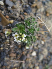 Draba lactea