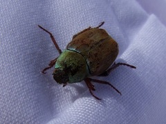 Hoplia