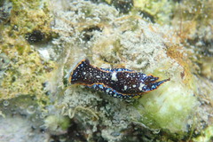 Camachoaglaja berolina