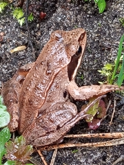 Rana arvalis