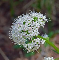 Valeriana acutiloba