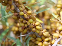 Hippophae rhamnoides