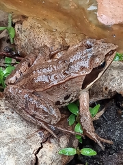 Rana arvalis