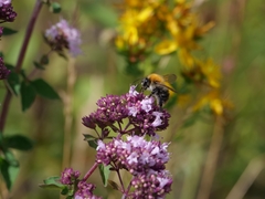 Bombus pascuorum