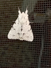 Acronicta vulpina