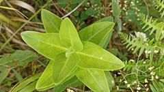 Hypericum foliosum