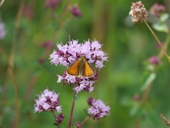 Thymelicus sylvestris