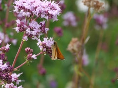 Thymelicus sylvestris