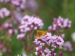 Thymelicus sylvestris