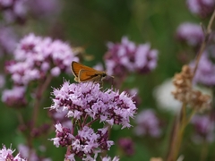 Thymelicus sylvestris