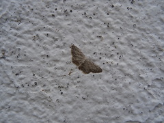 Idaea incisaria