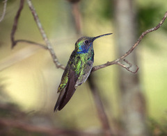 Colibri thalassinus