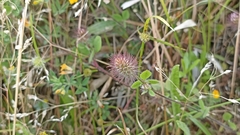 Trifolium ligusticum