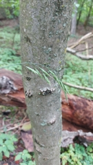 Bromus benekenii