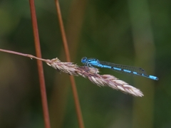 Enallagma cyathigerum