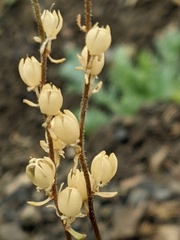Linaria simplex