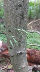 Bromus benekenii